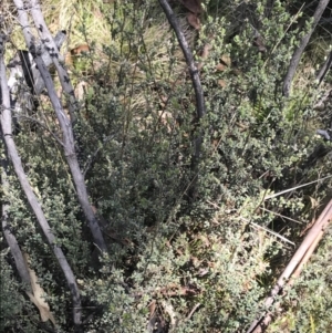 Leptospermum myrtifolium at Rendezvous Creek, ACT - 20 Dec 2022