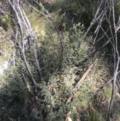 Leptospermum myrtifolium at Rendezvous Creek, ACT - 20 Dec 2022