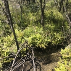 Blechnum nudum (Fishbone Water Fern) at Cotter River, ACT - 20 Dec 2022 by Tapirlord