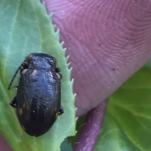 Chalcolampra sp. (genus) at Yaouk, NSW - 20 Dec 2022 11:14 AM