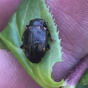 Chalcolampra sp. (genus) at Yaouk, NSW - 20 Dec 2022 11:14 AM