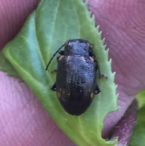 Chalcolampra sp. (genus) at Yaouk, NSW - 20 Dec 2022 11:14 AM