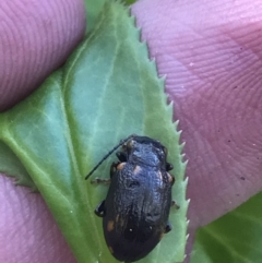 Chalcolampra sp. (genus) at Yaouk, NSW - 20 Dec 2022