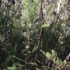 Cassinia aculeata subsp. aculeata (Dolly Bush, Common Cassinia, Dogwood) at Yaouk, NSW - 19 Dec 2022 by Tapirlord