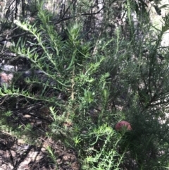 Cassinia aculeata subsp. aculeata at Yaouk, NSW - 20 Dec 2022 10:54 AM