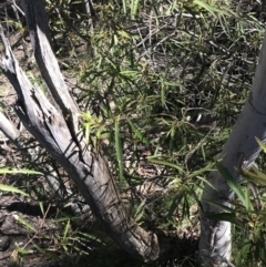 Lomatia myricoides (River Lomatia) at Yaouk, NSW - 19 Dec 2022 by Tapirlord
