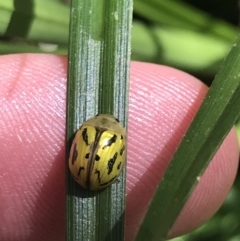 Paropsisterna obliterata (Obliterate Melaleuca Leaf Beetle) at Yaouk, NSW - 20 Dec 2022 by Tapirlord