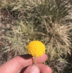 Craspedia adenophora (Sticky Billy Buttons) at Yaouk, NSW - 20 Dec 2022 by Tapirlord