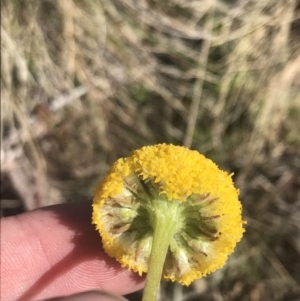 Craspedia adenophora at Yaouk, NSW - 20 Dec 2022