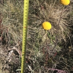 Craspedia adenophora at Rendezvous Creek, ACT - 20 Dec 2022