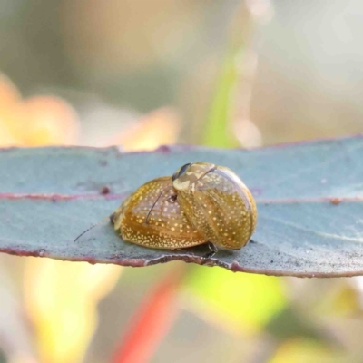 Paropsisterna cloelia (Eucalyptus variegated beetle) at Dryandra St Woodland - 11 Jan 2023 by ConBoekel