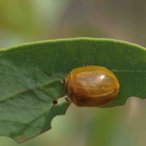 Paropsisterna cloelia at Acton, ACT - 12 Jan 2023