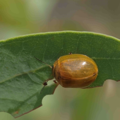 Paropsisterna cloelia (Eucalyptus variegated beetle) at Acton, ACT - 12 Jan 2023 by ConBoekel