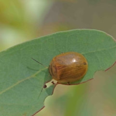 Paropsisterna cloelia at Acton, ACT - 12 Jan 2023 09:52 AM