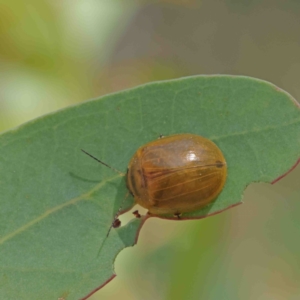 Paropsisterna cloelia at Acton, ACT - 12 Jan 2023