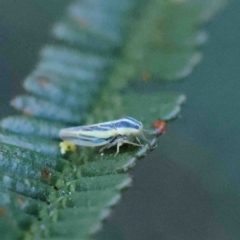 Zygina evansi (A leaf hopper) at O'Connor, ACT - 11 Jan 2023 by ConBoekel