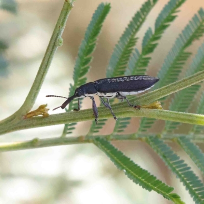 Rhinotia sp. in brunnea-group (A belid weevil) at Acton, ACT - 12 Jan 2023 by ConBoekel