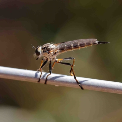 Cerdistus sp. (genus) (Slender Robber Fly) at O'Connor, ACT - 12 Jan 2023 by ConBoekel