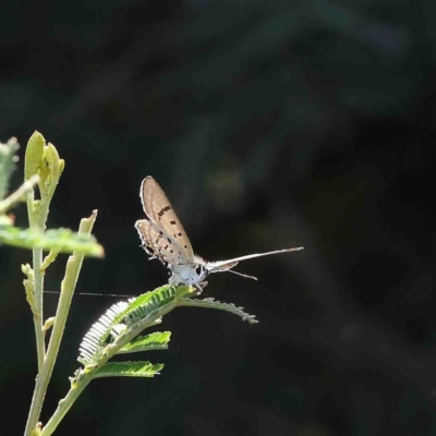 Jalmenus ictinus (Stencilled Hairstreak) at O'Connor, ACT - 12 Jan 2023 by ConBoekel