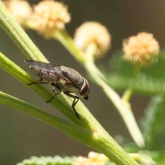 Stomorhina subapicalis (A snout fly) at Acton, ACT - 11 Jan 2023 by ConBoekel