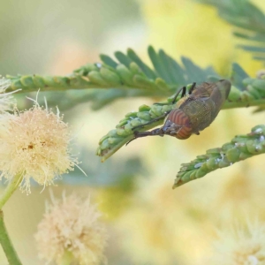 Stomorhina discolor at Acton, ACT - 12 Jan 2023