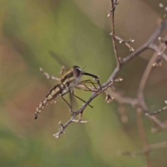 Trichophthalma sp. (genus) (Tangle-vein fly) at O'Connor, ACT - 12 Jan 2023 by ConBoekel