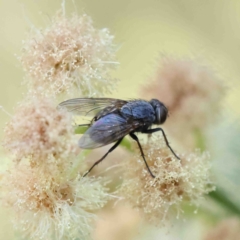 Tachinidae (family) (Unidentified Bristle fly) at O'Connor, ACT - 12 Jan 2023 by ConBoekel