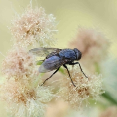 Tachinidae (family) (Unidentified Bristle fly) at O'Connor, ACT - 11 Jan 2023 by ConBoekel