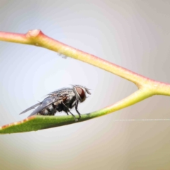 Tachinidae (family) (Unidentified Bristle fly) at O'Connor, ACT - 12 Jan 2023 by ConBoekel