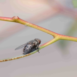 Tachinidae (family) at O'Connor, ACT - 12 Jan 2023