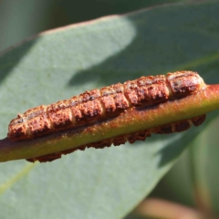 Eucalyptus insect gall at O'Connor, ACT - 11 Jan 2023 by ConBoekel