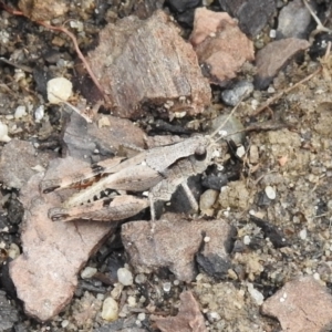 Phaulacridium vittatum at Burradoo, NSW - 15 Jan 2023