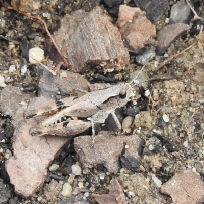 Phaulacridium vittatum (Wingless Grasshopper) at Burradoo - 15 Jan 2023 by GlossyGal