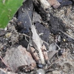 Phaulacridium vittatum at Burradoo, NSW - 15 Jan 2023