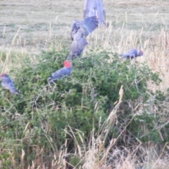 Callocephalon fimbriatum (Gang-gang Cockatoo) at Red Hill, ACT - 19 Jan 2023 by MichaelMulvaney