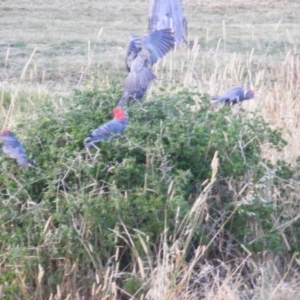 Callocephalon fimbriatum at Red Hill, ACT - suppressed