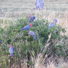 Callocephalon fimbriatum at Red Hill, ACT - suppressed