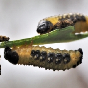 Paropsis atomaria at Molonglo Valley, ACT - 15 Jan 2023