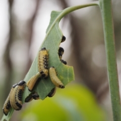 Paropsis atomaria (Eucalyptus leaf beetle) at Molonglo Valley, ACT - 14 Jan 2023 by BarrieR