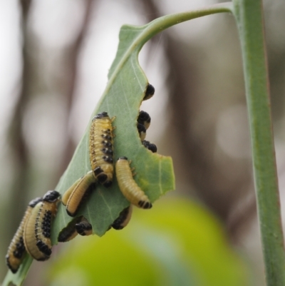 Paropsis atomaria (Eucalyptus leaf beetle) at National Arboretum Forests - 14 Jan 2023 by BarrieR