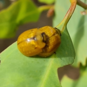 Paropsisterna cloelia at Jerrabomberra, ACT - 20 Jan 2023