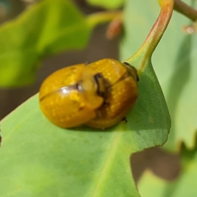 Paropsisterna cloelia (Eucalyptus variegated beetle) at Callum Brae - 20 Jan 2023 by Mike