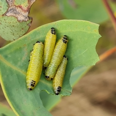 Chrysomelidae sp. (family) (Unidentified Leaf Beetle) at Callum Brae - 20 Jan 2023 by Mike