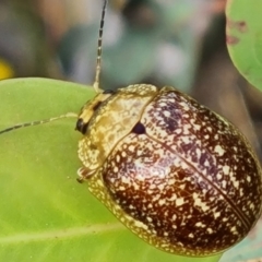 Paropsis variolosa (Variolosa leaf beetle) at Jerrabomberra, ACT - 20 Jan 2023 by Mike
