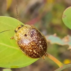 Paropsis variolosa at Jerrabomberra, ACT - 20 Jan 2023 04:23 PM