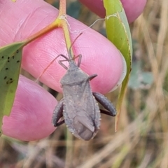 Amorbus (genus) (Eucalyptus Tip bug) at Jerrabomberra, ACT - 20 Jan 2023 by Mike