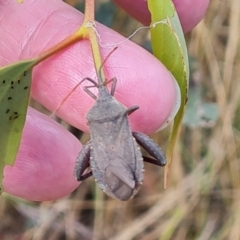 Amorbus sp. (genus) (Eucalyptus Tip bug) at Callum Brae - 20 Jan 2023 by Mike