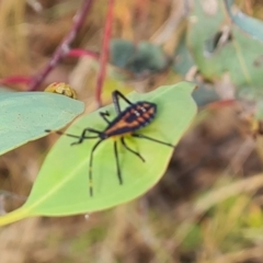 Amorbus sp. (genus) at Jerrabomberra, ACT - 20 Jan 2023 04:26 PM