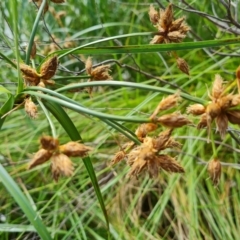 Bolboschoenus medianus (A Sedge) at Callum Brae - 20 Jan 2023 by Mike