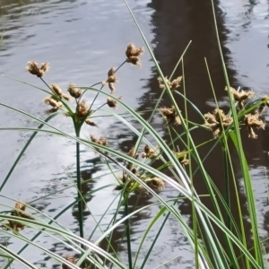 Bolboschoenus medianus at Jerrabomberra, ACT - 20 Jan 2023